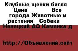 Клубные щенки бигля › Цена ­ 30 000 - Все города Животные и растения » Собаки   . Ненецкий АО,Каменка д.